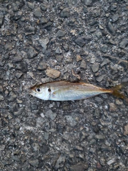 おおサバが釣りたくて