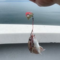 鹿児島錦江湾のテンヤマダイ