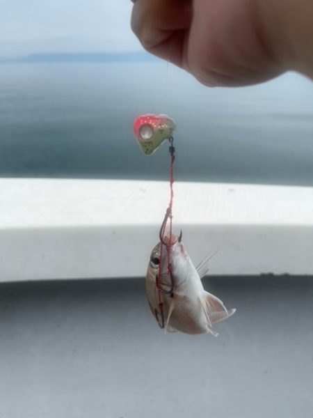 鹿児島錦江湾のテンヤマダイ