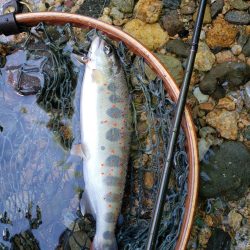 ベッピンはゲットしたが、、、