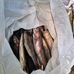 渓流管理釣り場