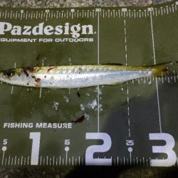 南紀釣りツーリングキャンプ