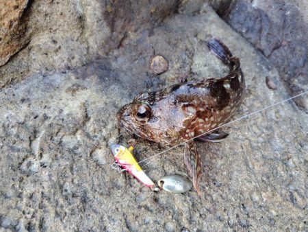 ロックフイッシュ＆シーバス