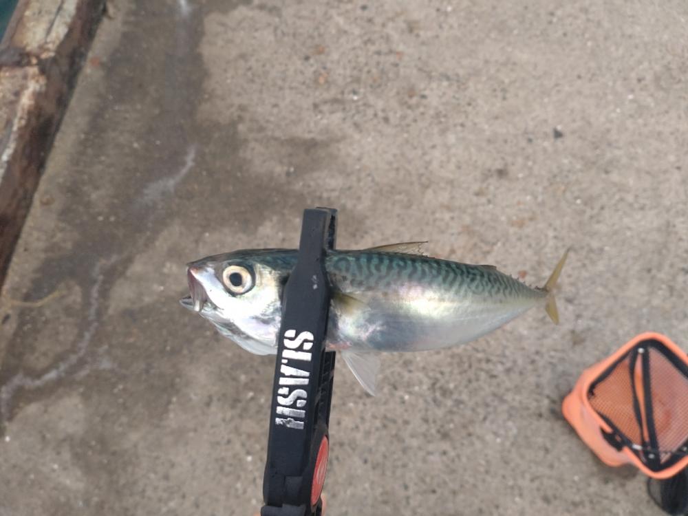 助松埠頭アジング