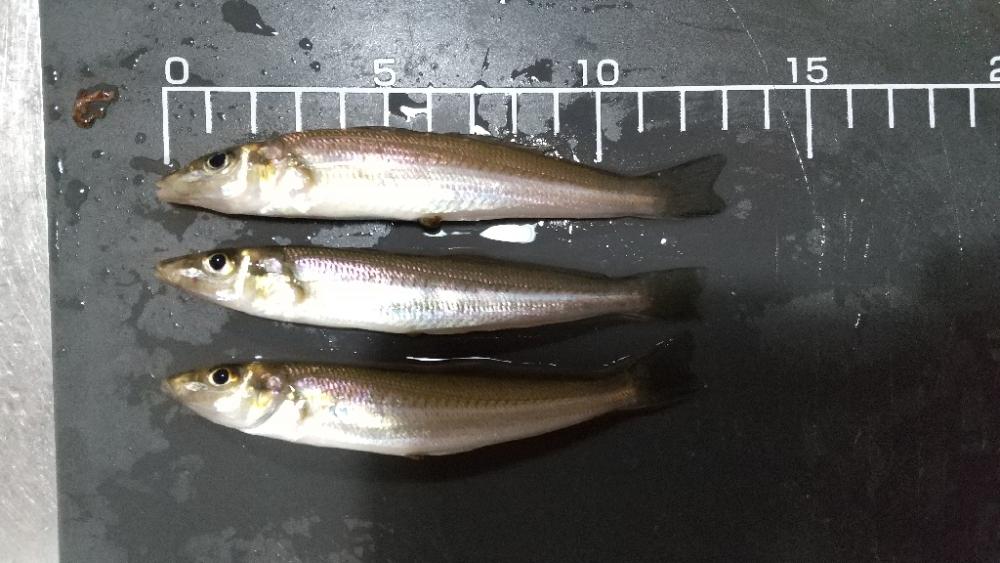 キス釣り～ピンだけ…