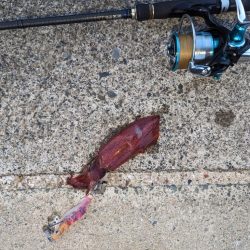 爆らない爆れないが好き