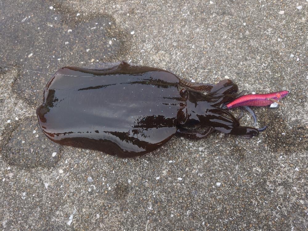 灼熱エギングIN対馬