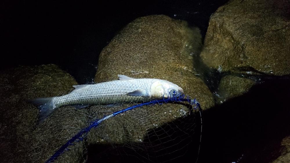 外道のシーバスだと