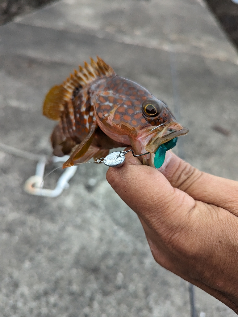 陸っぱり釣行記
