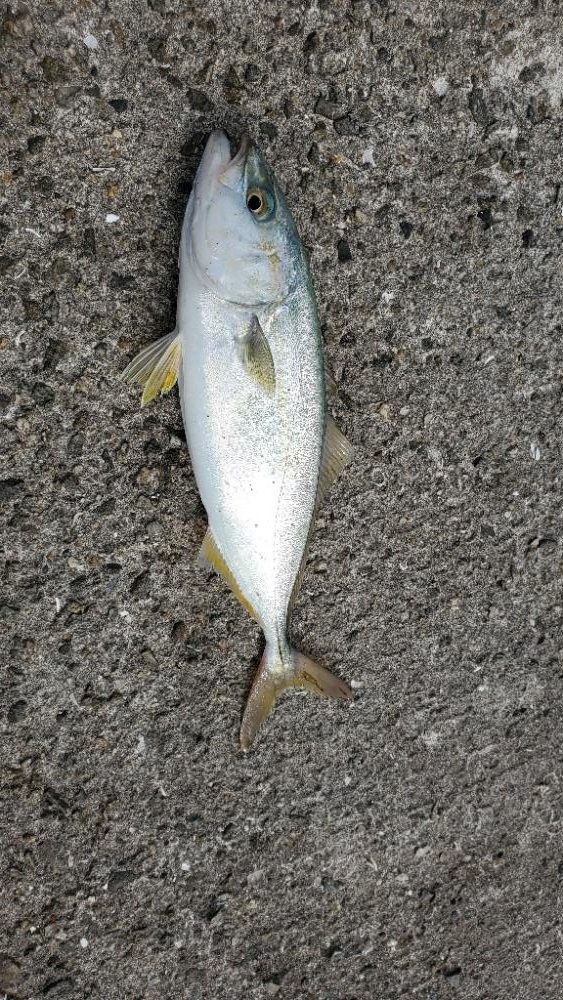 大サバ狙いで五目