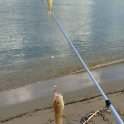 由良川河口でキス釣り