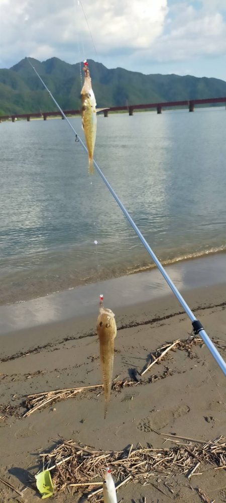 由良川河口でキス釣り