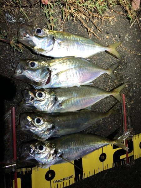 久々のアジング