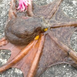 風強くてやりにくかったですが、、