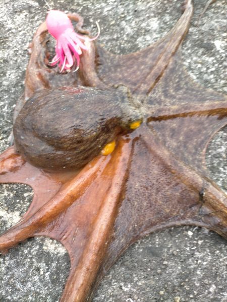 風強くてやりにくかったですが、、