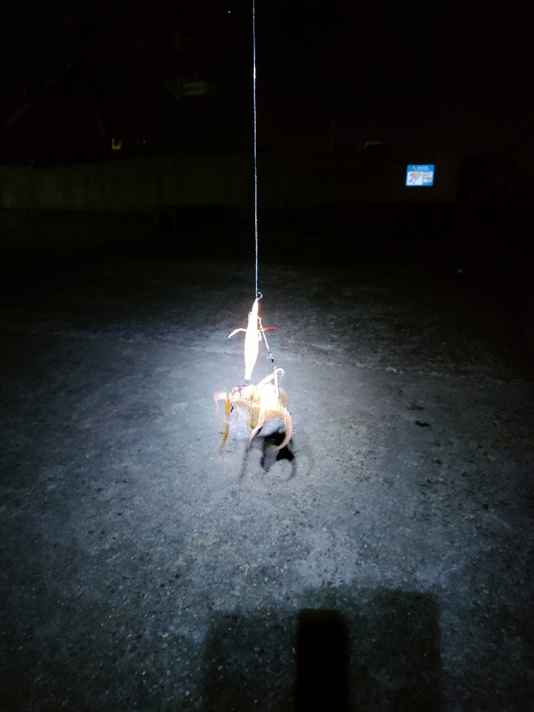 今日はタコの唐揚げ