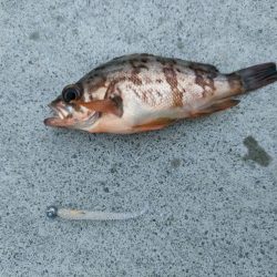 釣りって難しい