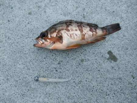 釣りって難しい