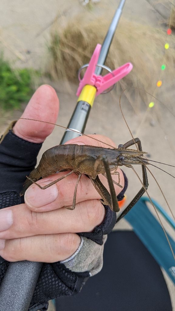 霞ヶ浦 テナガエビ 釣行強行