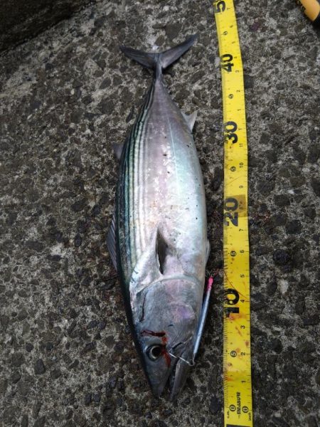 連日のハガツオ釣行