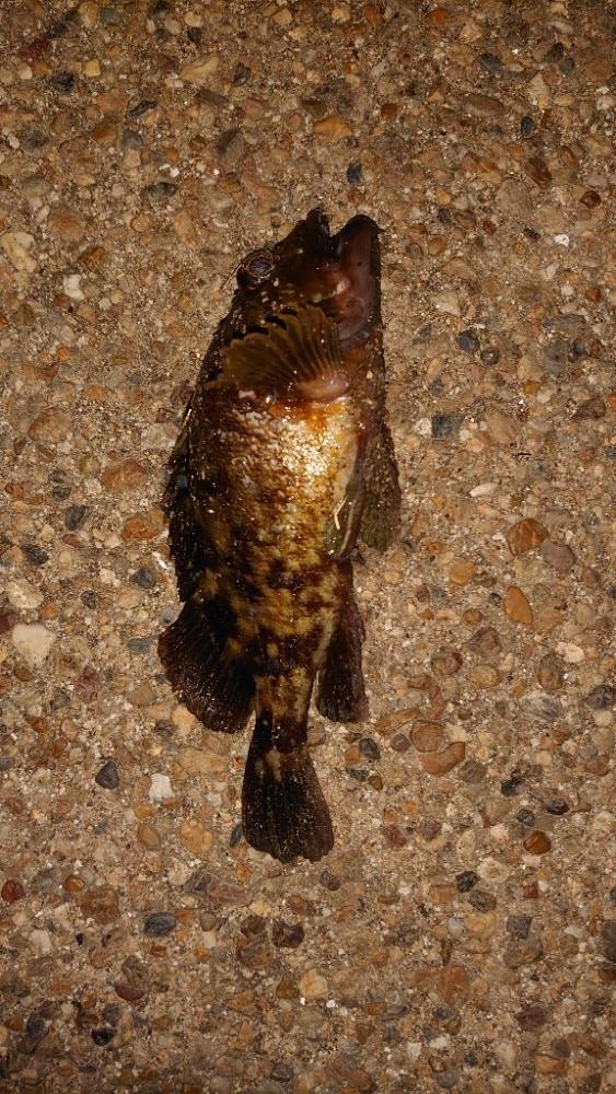 ガッシーは裏切らない！