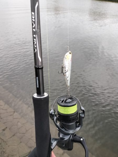 トップウォーターシーバス