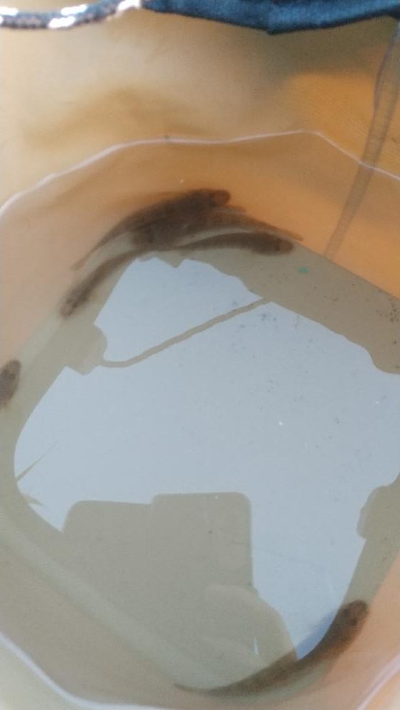 ハゼ釣り～暑い‼️