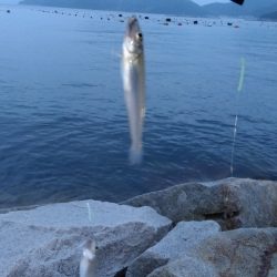 室津のキス釣り
