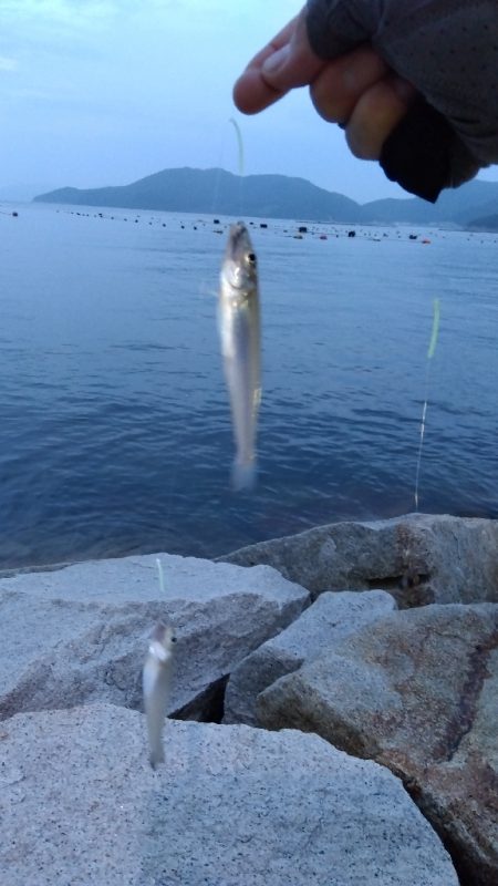 室津のキス釣り