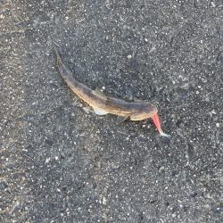 雨上がり 狙い的中‼️