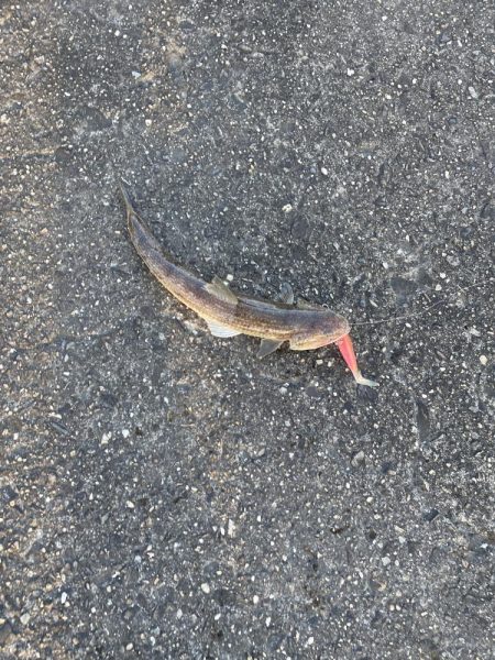 雨上がり 狙い的中‼️