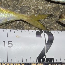 久しぶりアジング