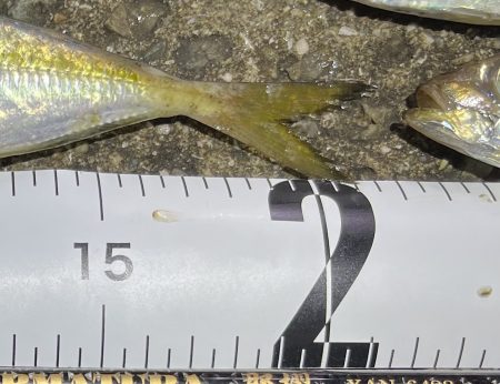 久しぶりアジング