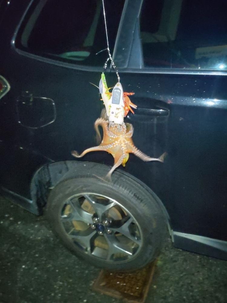 今年初のおかっぱりタコ