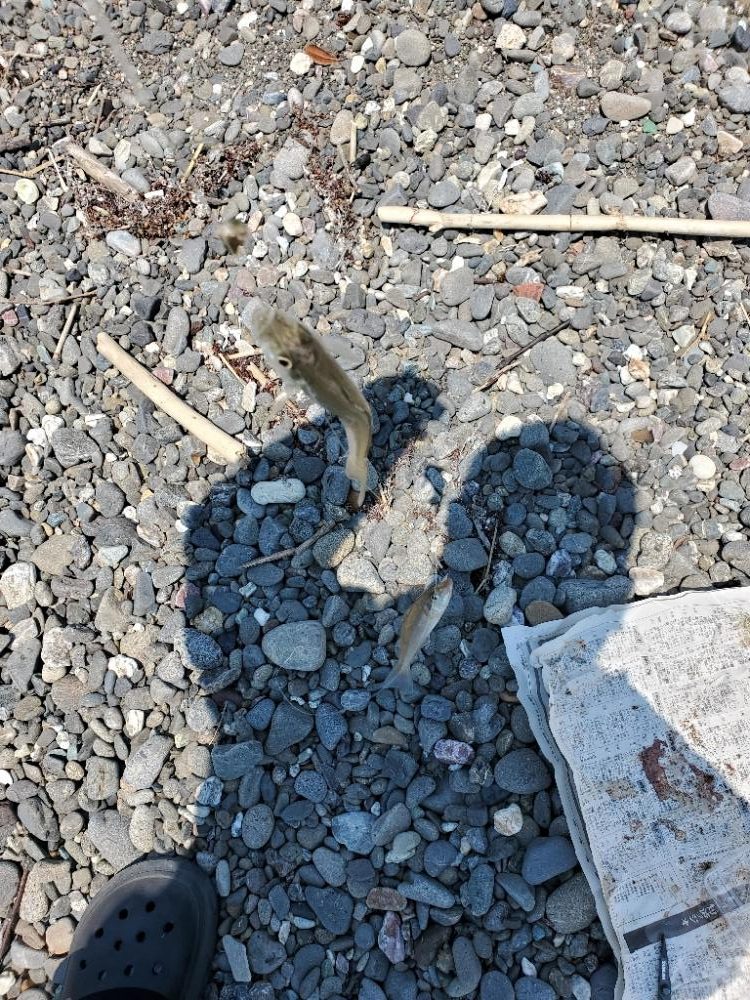 キス　大きくなり大漁