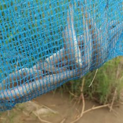 デキハゼ～雨の前に…