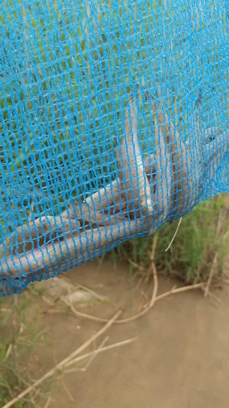デキハゼ～雨の前に…
