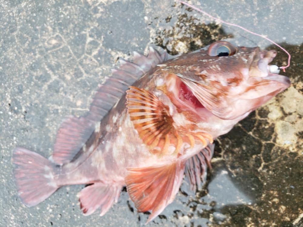 釣り散歩