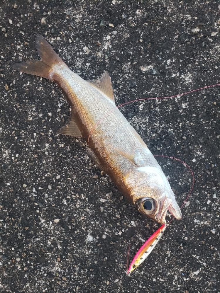 スーパーライトショアジギング