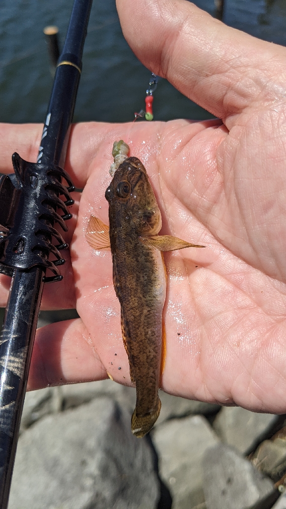 旧中川上流 ハゼ釣り