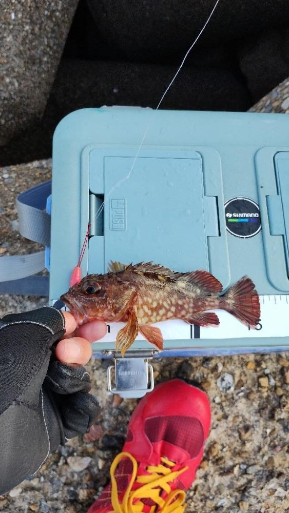 穴釣りは楽しい