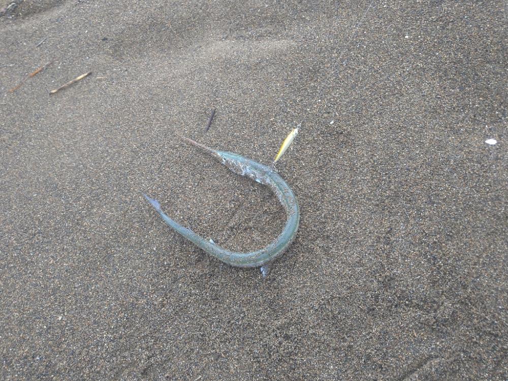 サーフで極小青物