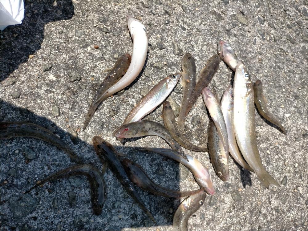 ハゼが多めでした！