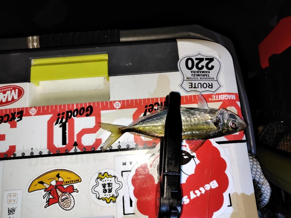 アジング＠樽井