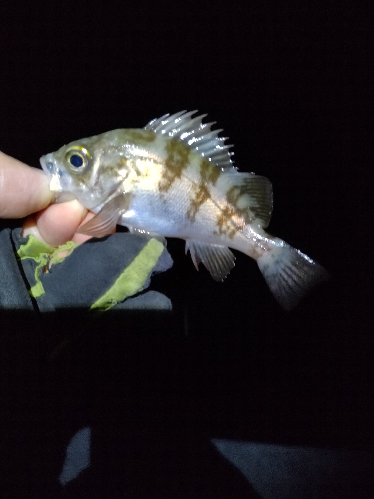 まだ、いける。