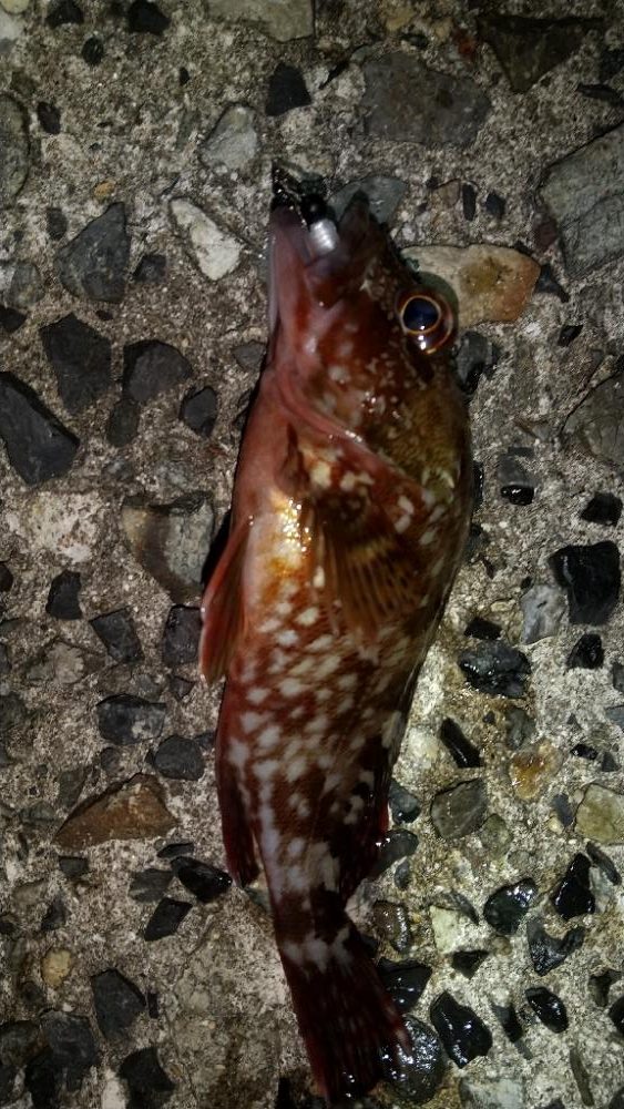 メバルを求めて