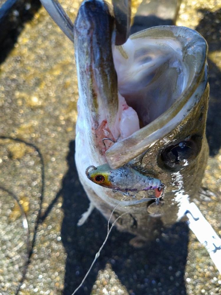 夏デイシーバス