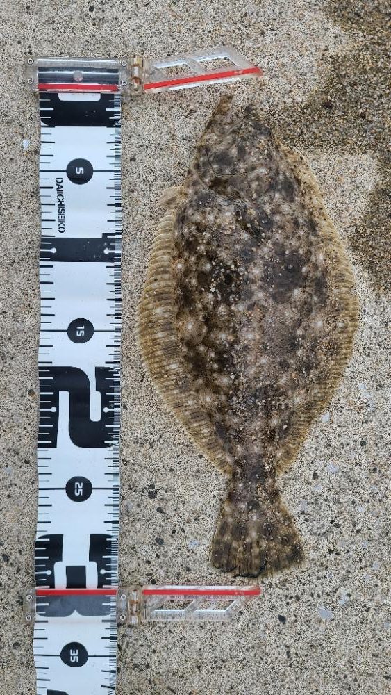 ようやくアコウに