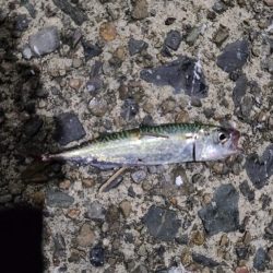 久しぶりのサバ