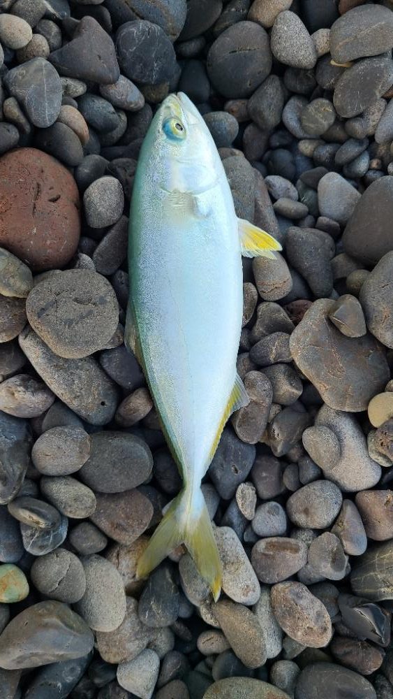 久しぶりの青物